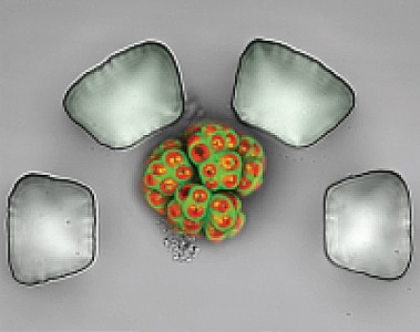 Single microalgal colony trapped in microstructures for single-cell resolution growth and oil analysis.